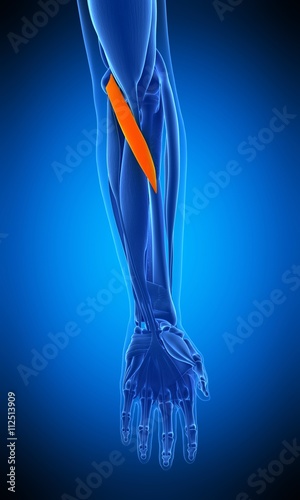 medically accurate illustration of the pronator teres