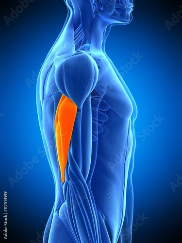 medically accurate illustration of the triceps