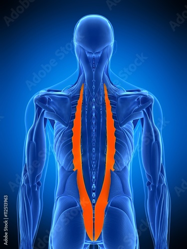 medically accurate illustration of the iliocostalis photo