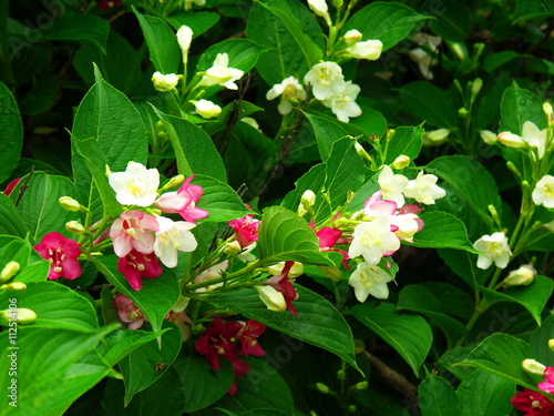 ハコネウツギの花 photo