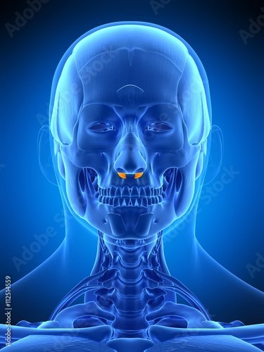 Fotografie medically accurate illustration of the nasalis alar