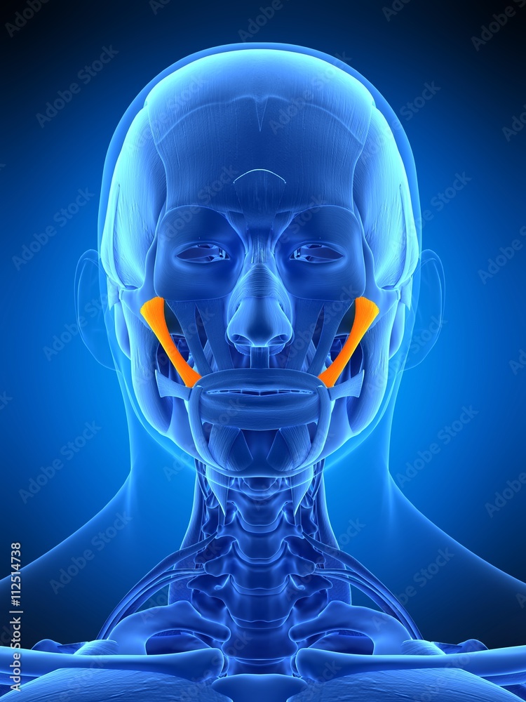 medically accurate illustration of the zygomaticus major medically accurate illustration of the zygomaticus major