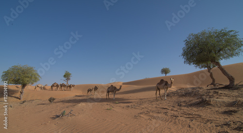 Desert Camels