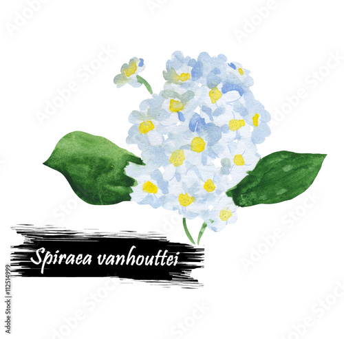 Watercolor shrub with small white flowers photo