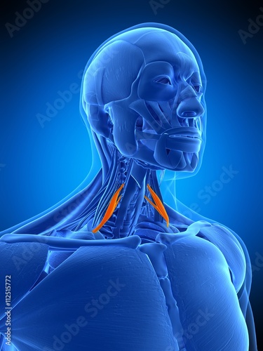 medically accurate illustration of the scalene anterior