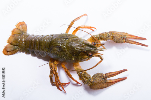 Crayfish isolated on white