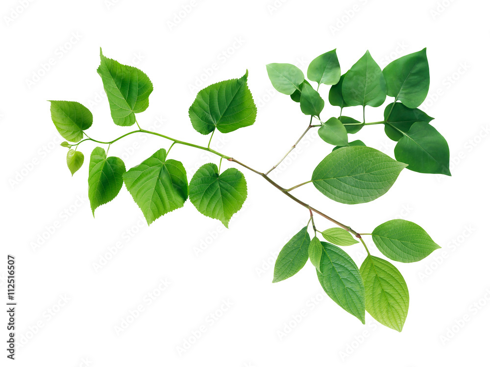 Fototapeta premium Green Leaves Border