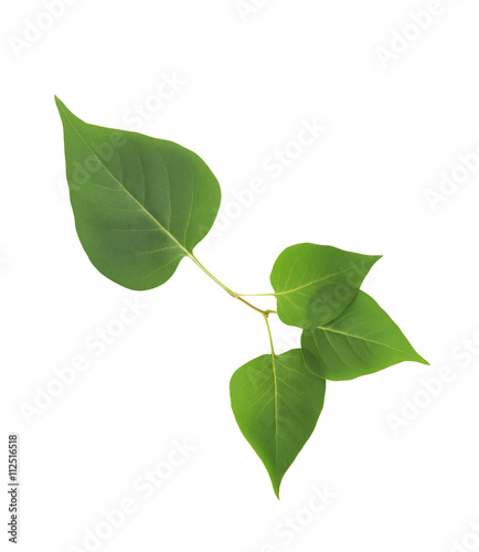 Green Leaves Isolated