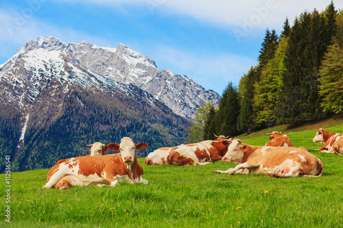 Herd of cows graze in a pasture in the Alps.