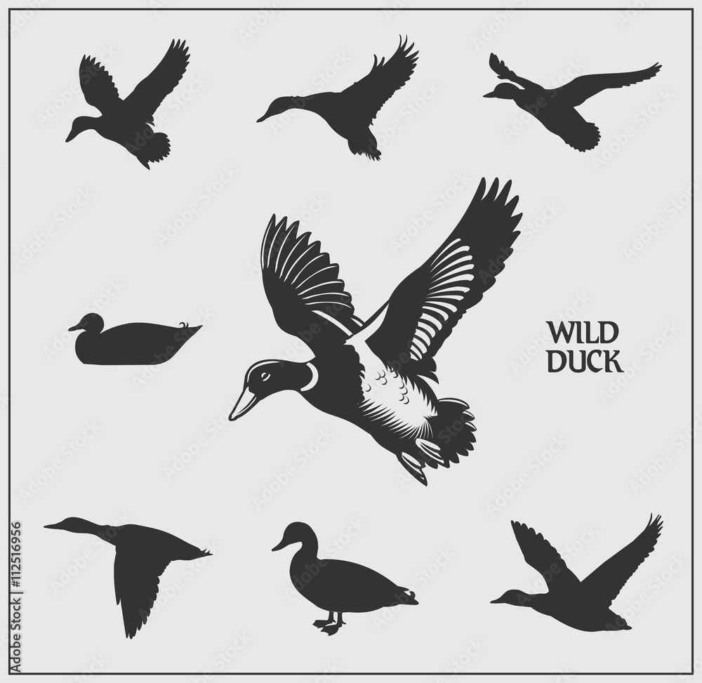 Vector set of wild ducks. Vector set of wild ducks.