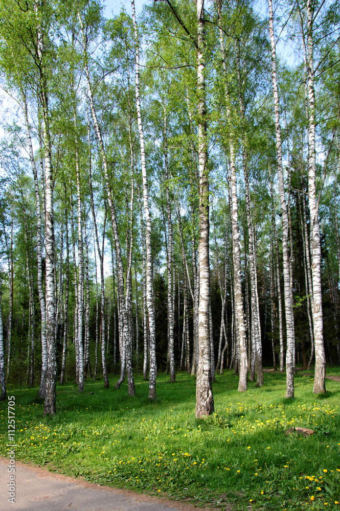 Obraz premium Beautiful birch grove.