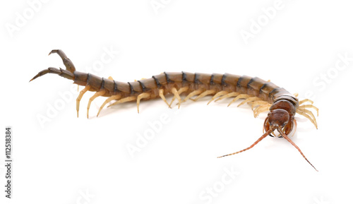 Leinwand Poster centipede on white background