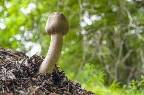 mushroom in natural ambiance photo