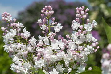Papier peint photo Lilas Lilas rose et blanc en floraison  © vesta48