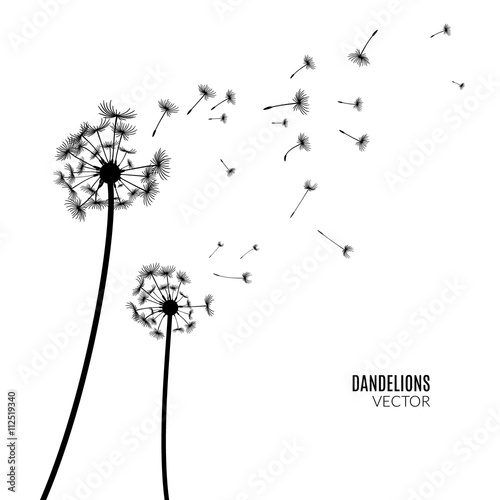 Vector Dandelion silhouette. Flying dandelion buds black on white.