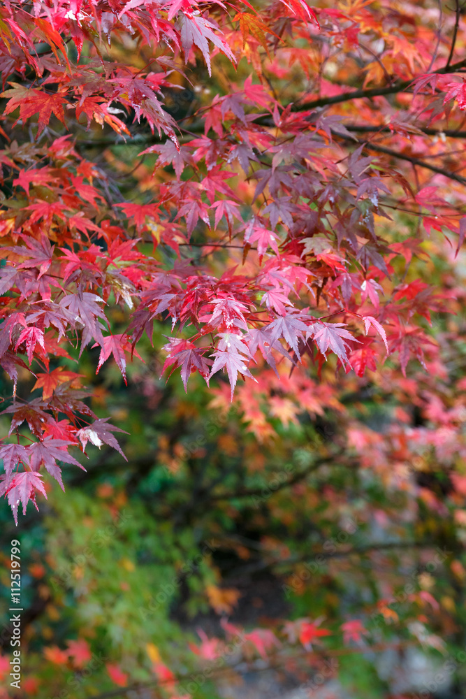 紅葉 紅葉