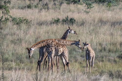 Giraffe grazing in the Welgevonden Game Reserve in South Africa photo