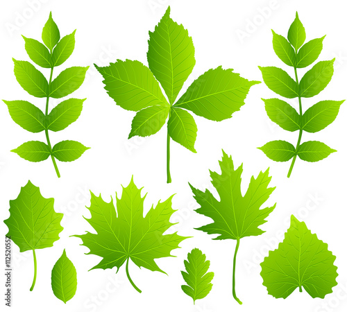 set of green leaves isolated on white background