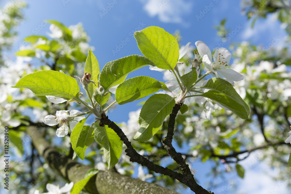 white flowers on an apple tree