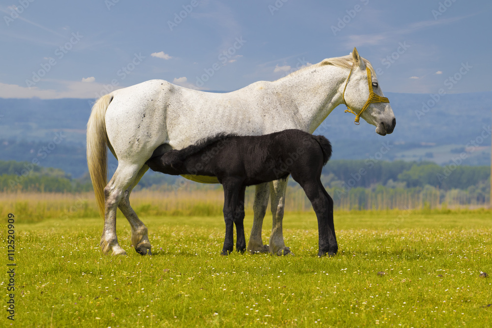 White Mother horse nurse black foal White Mother horse nurse black foal