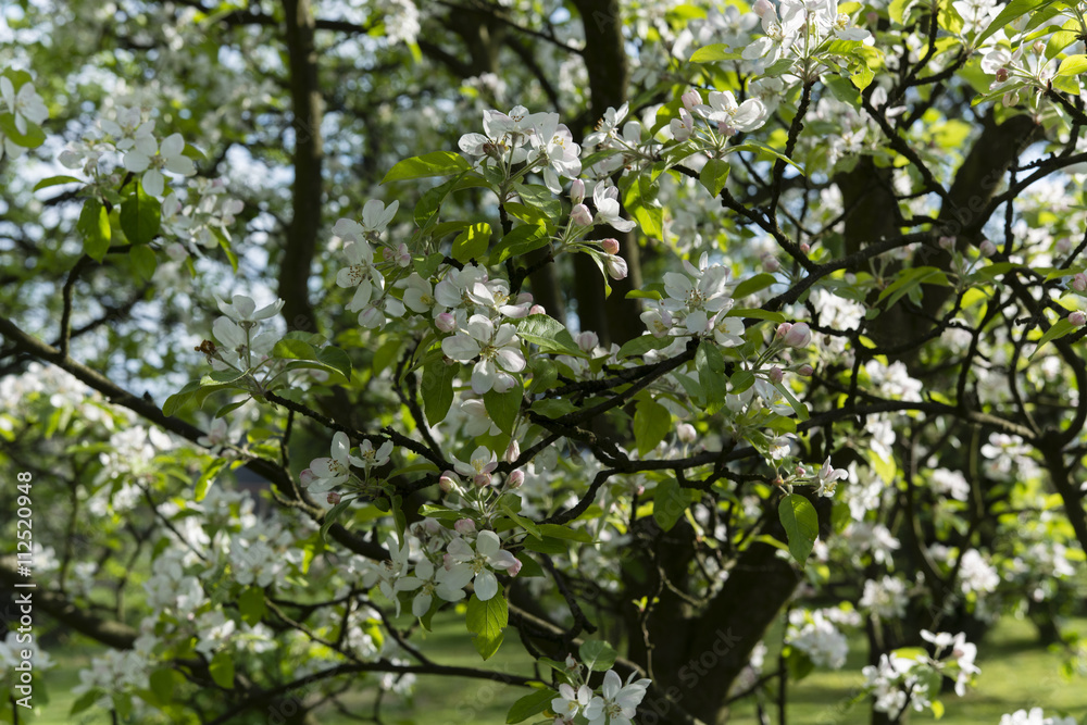 white flowers on an apple tree white flowers on an apple tree