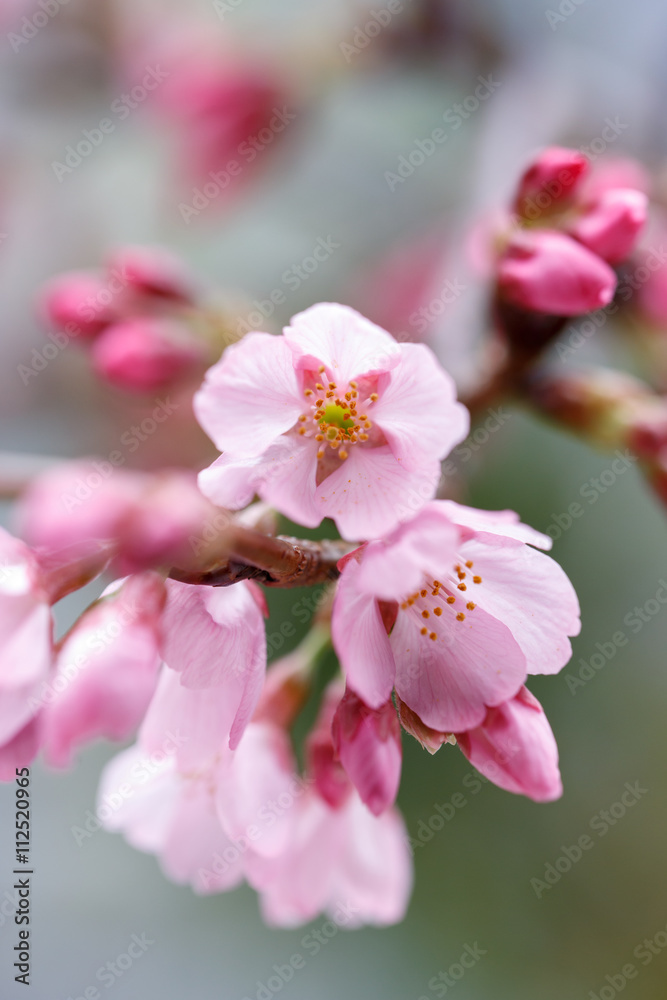 桜の花 桜の花
