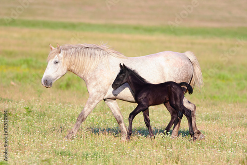 Two horses  black foal and white mother