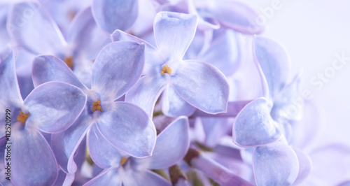 lilac flowers macro photo