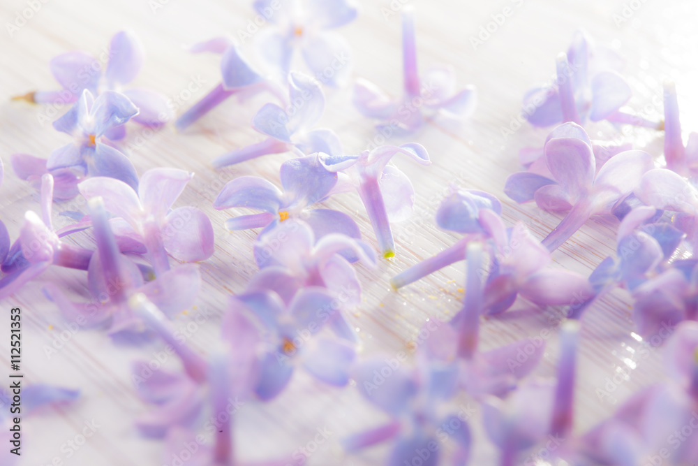 delicate light purple lilac flower petals on a white background