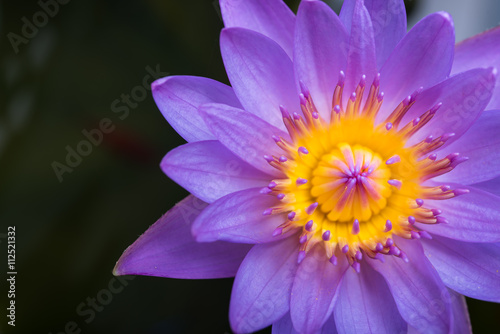 image of water lily or a lotus flower