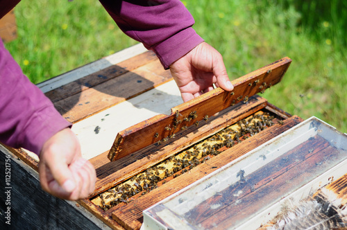 beekeeper opens the hive