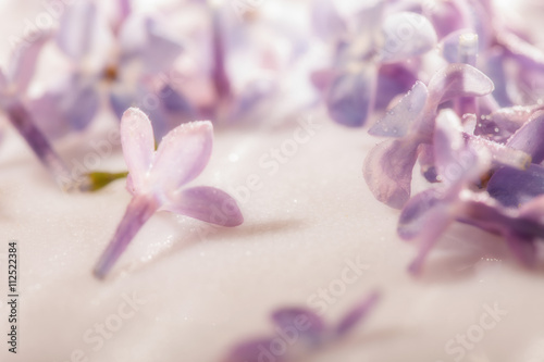 lilac flower macro photo