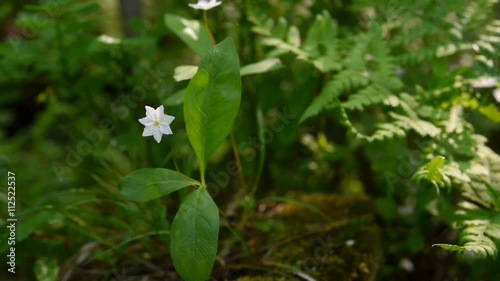 Trientalis europaea flower in forest