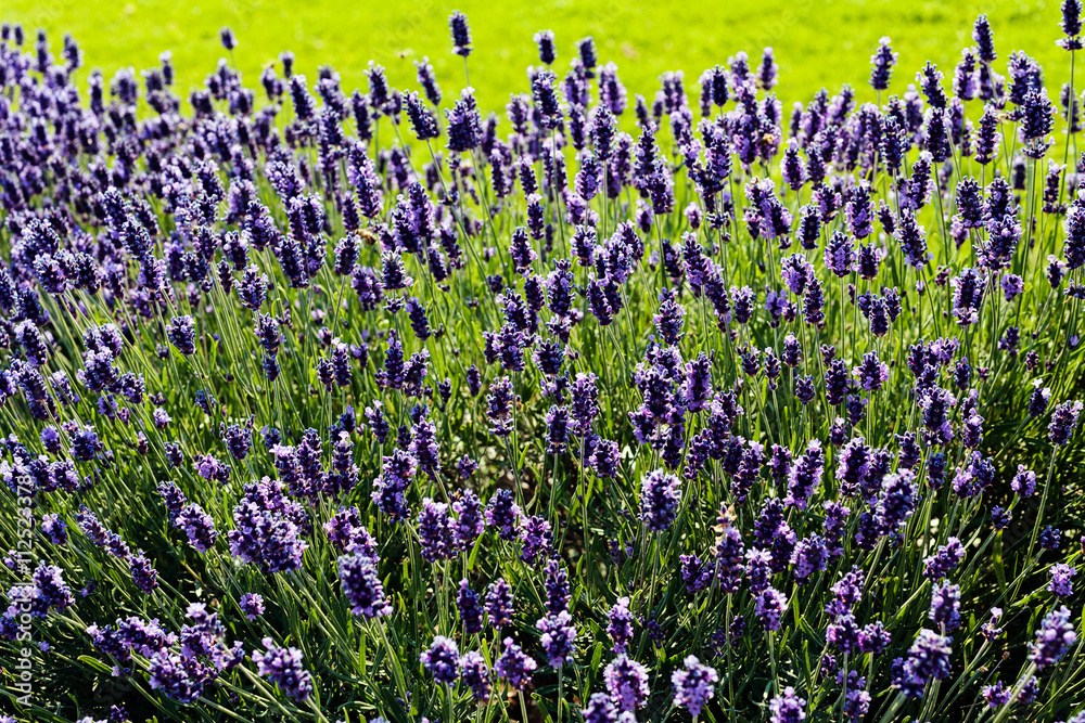 bush of lavender bush of lavender