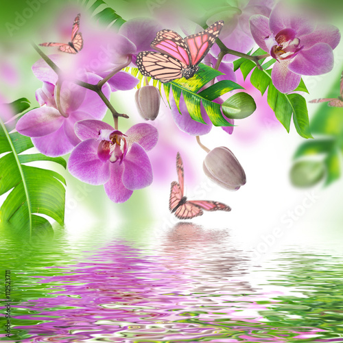 Fototapeta Naklejka Na Ścianę i Meble -  Floral background of tropical orchids