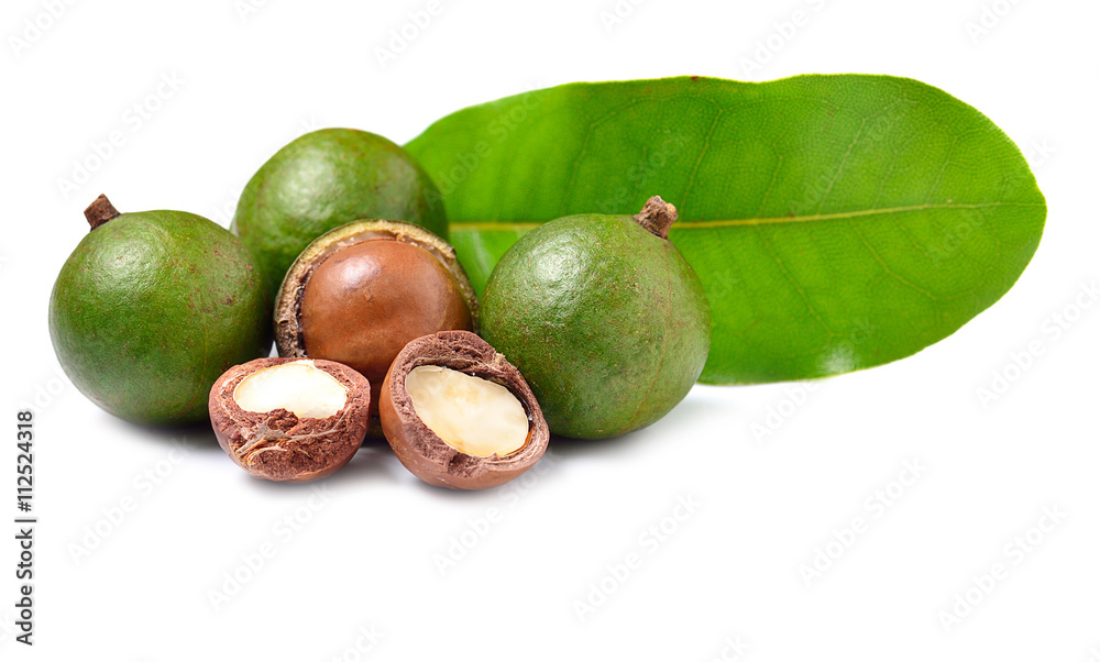 macadamia nuts isolated on white background macadamia nuts isolated on white background