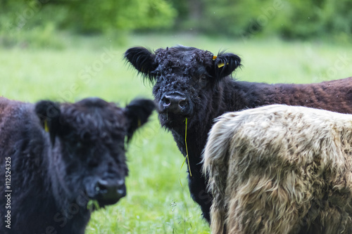 Galloway Rinder Herde