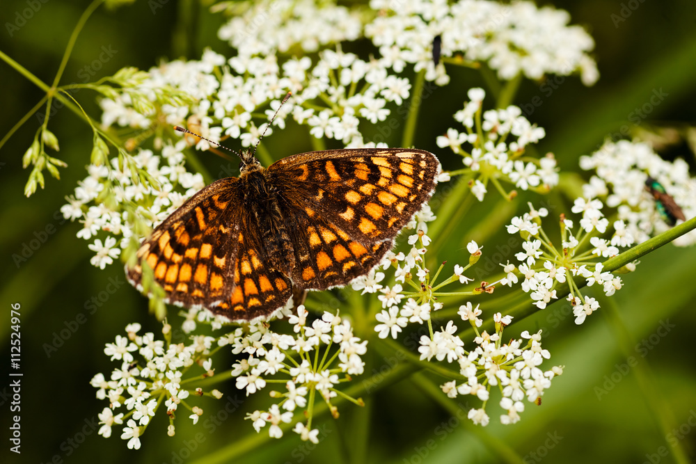 butterfly on a flower
