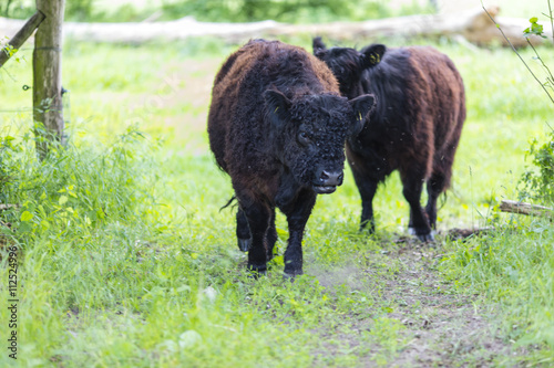 Galloway Rinder Herde