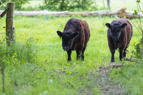 Galloway Rinder Herde