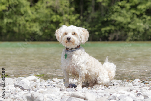 Hund sitzt am Flussufer © Sonja E.