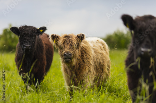 Galloway Rinder Herde