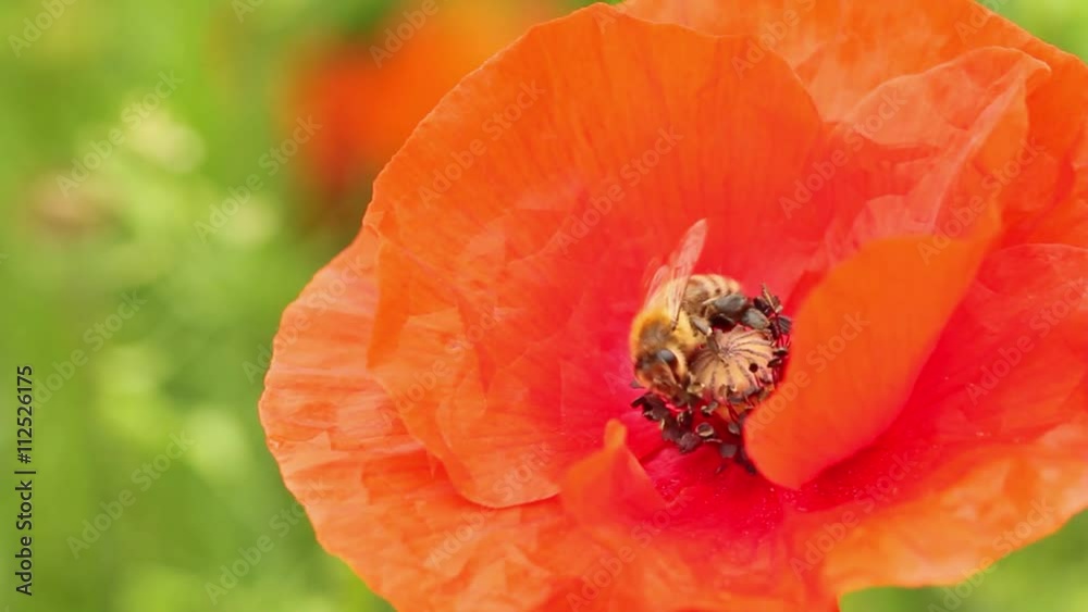 Bee on a poppy blossom Bee on a poppy blossom