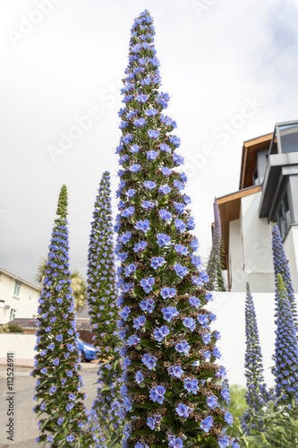 Natternkopf (Echium vulgare) photo