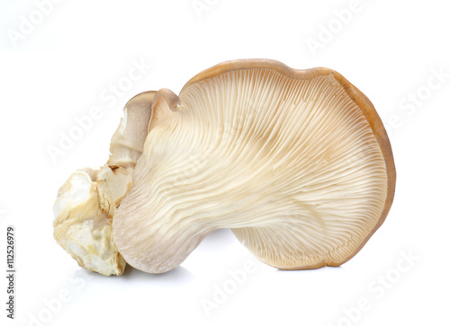 Fresh Abalone mushrooms on white background.