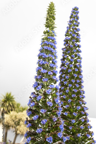 Natternkopf (Echium vulgare) photo