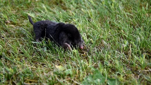 Mole in the grass in the garden .Mole - Talpa europaea