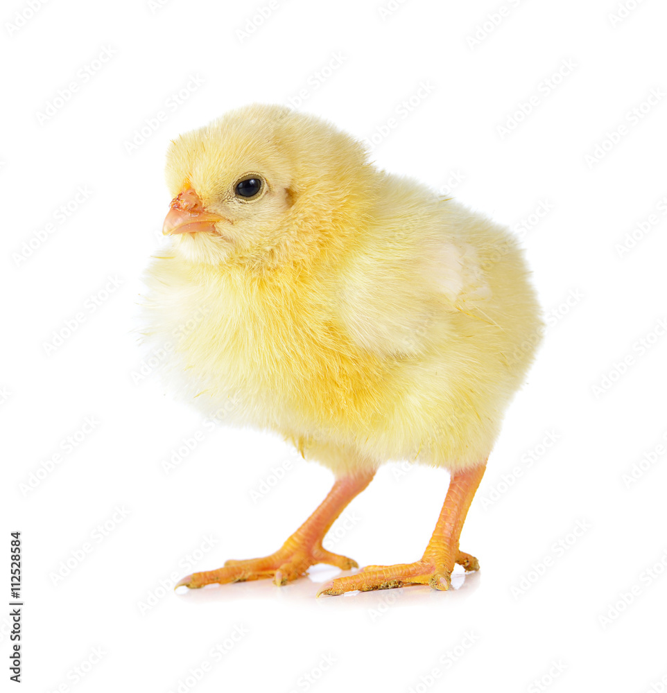 Fototapeta premium little chicken isolated on the white
