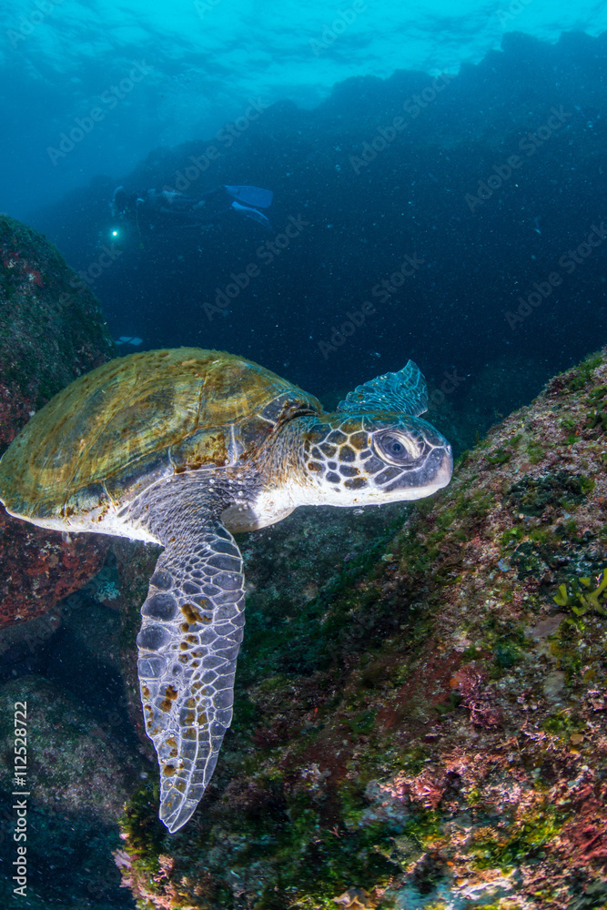 Fototapeta premium Green Turtle