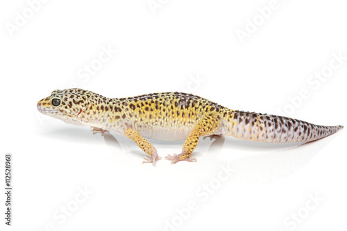 Small gicon lizard